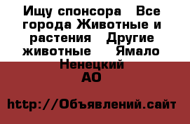 Ищу спонсора - Все города Животные и растения » Другие животные   . Ямало-Ненецкий АО